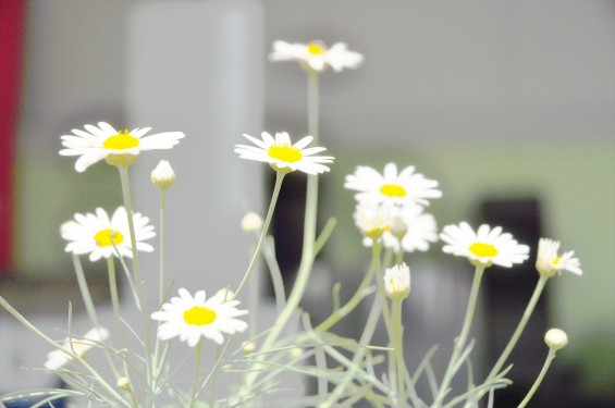 2016年5月7日 石材店の初夏の花　大塚の展示場に咲いていましたDSC_6849+