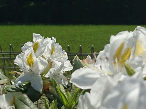 埼玉県の霊園　久喜清久霊園の白いシャクナゲが綺麗ですJPEG_456926683244859