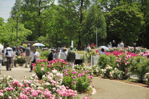 2016年5月 埼玉県伊奈町町制施政記念公園 バラ公園 ばら祭りDSC_7297