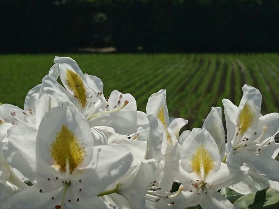 埼玉県の霊園　久喜清久霊園の白いシャクナゲが綺麗ですJPEG_456907309506480