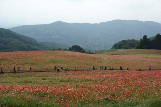 2016年5月29日　埼玉県秩父 皆野町 彩の国 秩父高原牧場 天空のポピーDSC06146