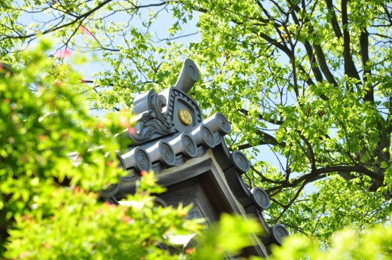 2016年5月8日 埼玉県上尾市の寺院 龍山院DSC_6973