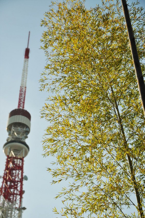 2016年5月 東京タワー 若竹DSC_6742