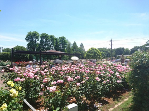 2016年5月 埼玉県伊奈町町制施政記念公園 バラ公園 ばら祭りDSC_1111