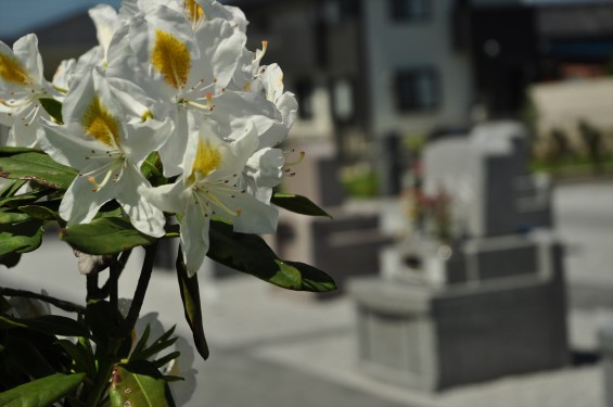埼玉県の霊園　久喜清久霊園の白いシャクナゲが綺麗ですDSC_7223