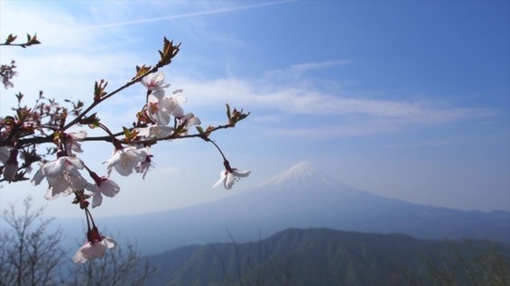 2016年5月 ゴールデンウィークに山梨県の十二ヶ岳に登ってきました21 山桜と富士山