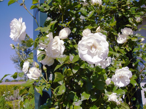 2016年5月 埼玉県の霊園 さきたま霊園5月の新緑の花と緑 薔薇 ばら 白色001+