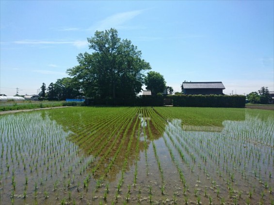 埼玉県の霊園　久喜清久霊園の白いシャクナゲが綺麗ですJPEG_456950447439589