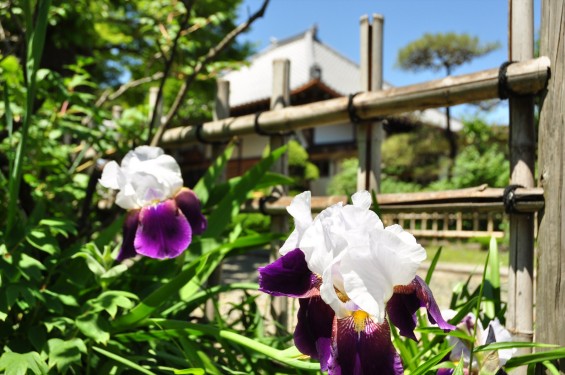 2016年5月8日 埼玉県上尾市の寺院 龍山院のドイツアヤメが綺麗でしたDSC_7022