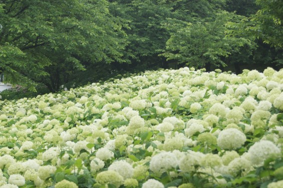 2016年6月　埼玉県幸手市 権現堂堤の紫陽花アジサイDSC06217