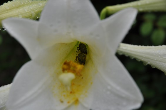 2016年6月 さきたま霊園の樹木葬型永代供養墓 白いユリの花が綺麗でしたDSC_7763