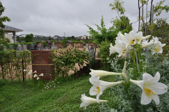 2016年6月 さきたま霊園の樹木葬型永代供養墓 白いユリの花が綺麗でしたDSC_7764