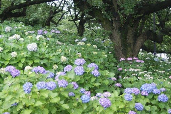 2016年6月　埼玉県幸手市 権現堂堤の紫陽花アジサイDSC06211