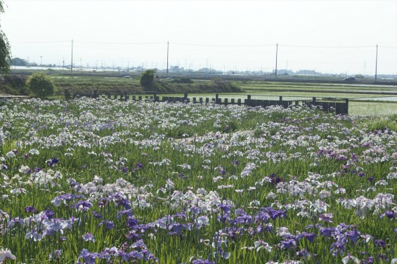 2016年6月 久喜市菖蒲 菖蒲城址あやめ園SONY DSC