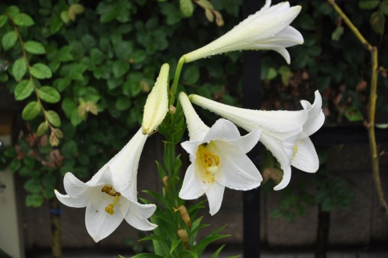 2016年6月 さきたま霊園の樹木葬型永代供養墓 白いユリの花が綺麗でしたDSC_7761