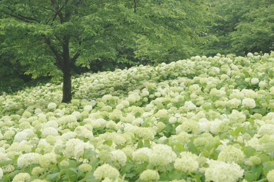 2016年6月　埼玉県幸手市 権現堂堤の紫陽花アジサイDSC06223