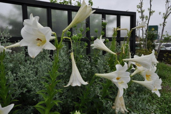 2016年6月 さきたま霊園の樹木葬型永代供養墓 白いユリの花が綺麗でしたDSC_7767