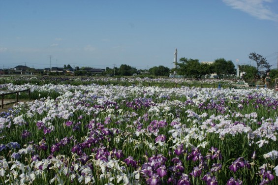 2016年6月 久喜市菖蒲 菖蒲城址あやめ園SONY DSCSONY DSC