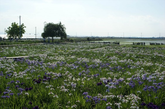 2016年6月 久喜市菖蒲 菖蒲城址あやめ園SONY DSC