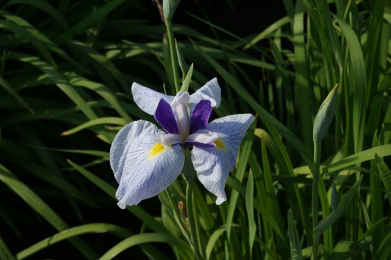 2016年6月 久喜市菖蒲 菖蒲城址あやめ園SONY DSC