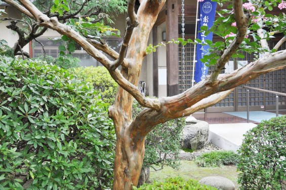 2016年7月20日 埼玉県上尾市の寺院、相頓寺のサルスベリが綺麗でしたDSC_8096