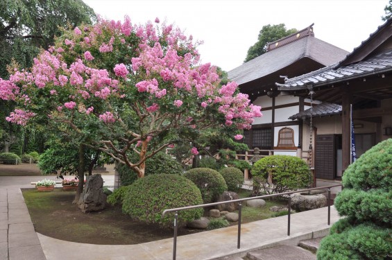 2016年7月20日 埼玉県上尾市の寺院、相頓寺のサルスベリが綺麗でしたDSC_8092