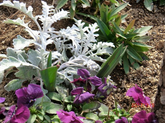 埼玉県の霊園 西上尾メモリアルガーデンの春の花壇001