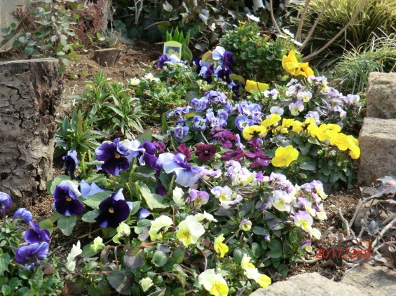 埼玉県の霊園 西上尾メモリアルガーデンの春の花壇003