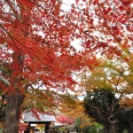 2016年11月28日 埼玉県川口市安行の寺院 興禅院の紅葉DSC_9799