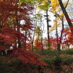 埼玉県川口市安行の寺院 興禅院さまの紅葉 その2 DSC_9943