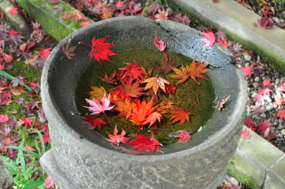 2016年11月28日 埼玉県川口市安行の寺院 興禅院の紅葉DSC_9626