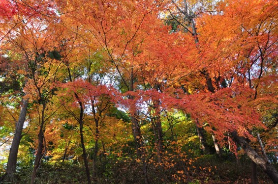 埼玉県川口市安行の寺院 興禅院さまの紅葉 その2 DSC_9983