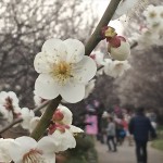 埼玉県越谷市 梅まつり 梅林公園17-03-05-15-06-58-371_photo