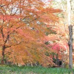 埼玉県川口市安行の寺院 興禅院さまの紅葉 その2 DSC_0009