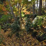 埼玉県川口市安行の寺院 興禅院さまの紅葉 その2 DSC_0021