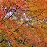 埼玉県川口市安行の寺院 興禅院さまの紅葉 その2 DSC_9986