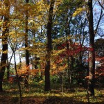 埼玉県川口市安行の寺院 興禅院さまの紅葉 その2 DSC_0027