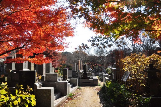 埼玉県川口市安行の寺院 興禅院さまの紅葉 その2 DSC_9917