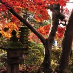 2016年11月28日 埼玉県川口市安行の寺院 興禅院の紅葉DSC_9636