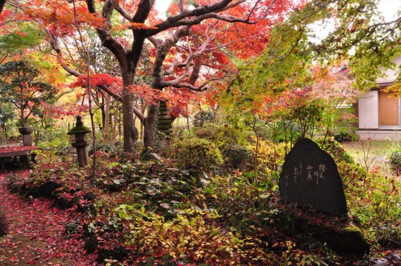 2016年11月28日 埼玉県川口市安行の寺院 興禅院の紅葉DSC_9635