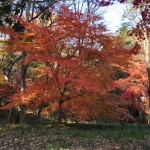 埼玉県川口市安行の寺院 興禅院さまの紅葉 その2 DSC_0004