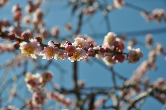 埼玉県上尾市の寺院 馬蹄寺の枝垂れ梅 三月DSC_0989