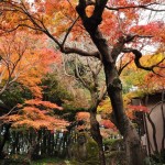 2016年11月28日 埼玉県川口市安行の寺院 興禅院の紅葉DSC_9660