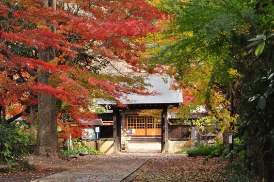 2016年11月28日 埼玉県川口市安行の寺院 興禅院の紅葉DSC_9720