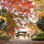 2016年11月28日 埼玉県川口市安行の寺院 興禅院の紅葉DSC_9789