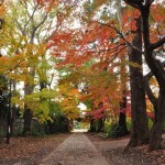 2016年11月28日 埼玉県川口市安行の寺院 興禅院の紅葉DSC_9784