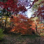 埼玉県川口市安行の寺院 興禅院さまの紅葉 その2 DSC_0005