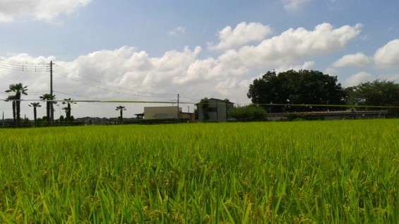 2016年9月 台風一過 埼玉県 西上尾メモリアルガーデン 墓 霊園 荒川 河川敷 2016090413100000.jpg