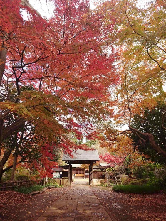 2016年11月28日 埼玉県川口市安行の寺院 興禅院の紅葉DSC_5391