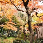 2016年11月28日 埼玉県川口市安行の寺院 興禅院の紅葉DSC_9647